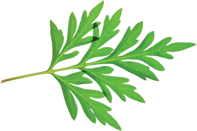 about-us-leaf